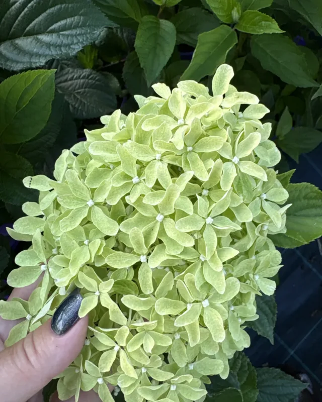 «Мэджикал Лайм Спаркл» (Magical Lime Sparkle)