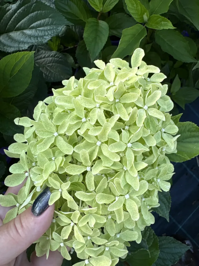 «Мэджикал Лайм Спаркл» (Magical Lime Sparkle)