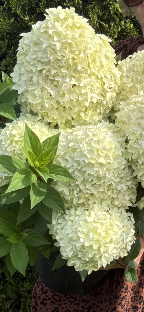 «Панама»(Panama)