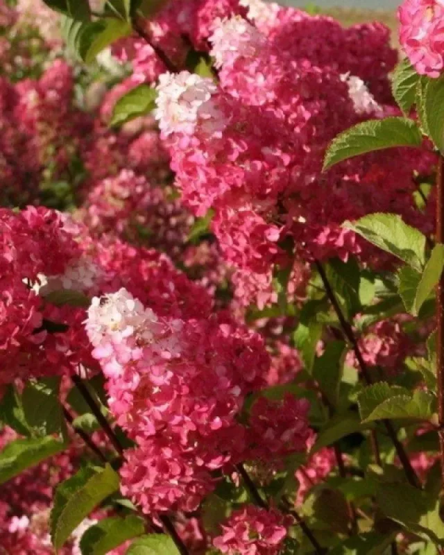 «Фрайз Мельба» (Fraise Melba)