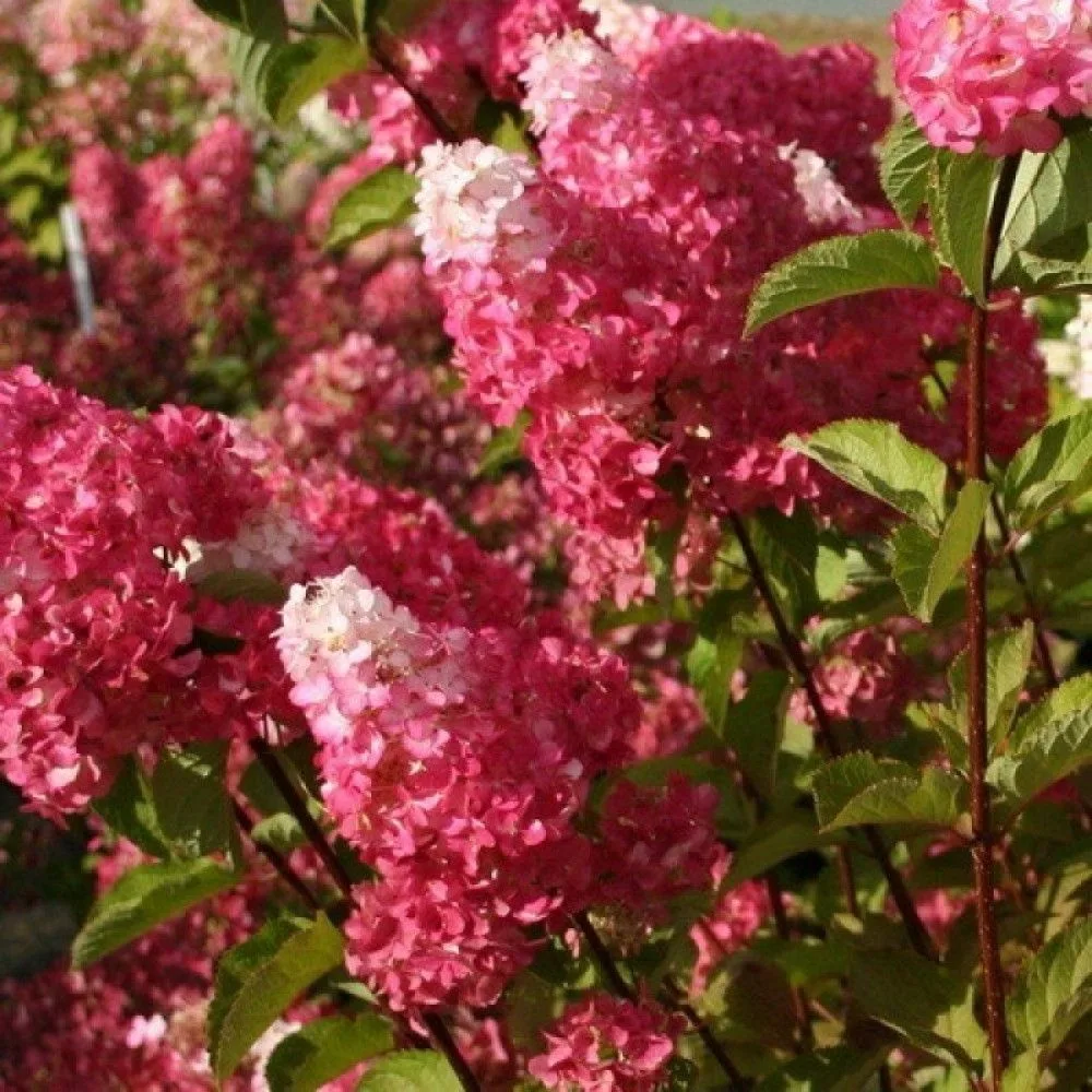 «Фрайз Мельба» (Fraise Melba)