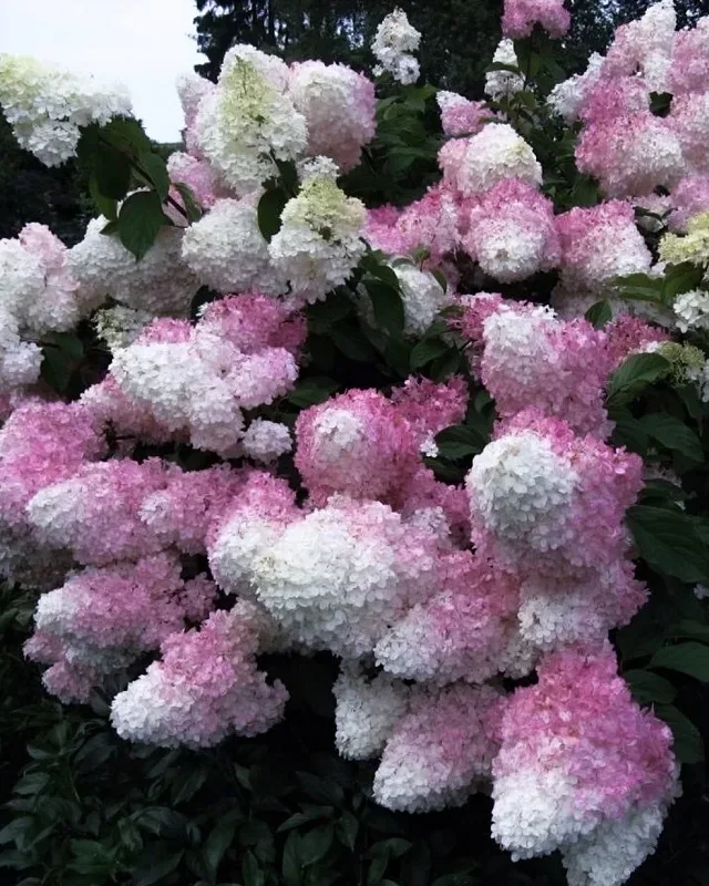«Ванилла Фрейз» (Vanille Fraise)