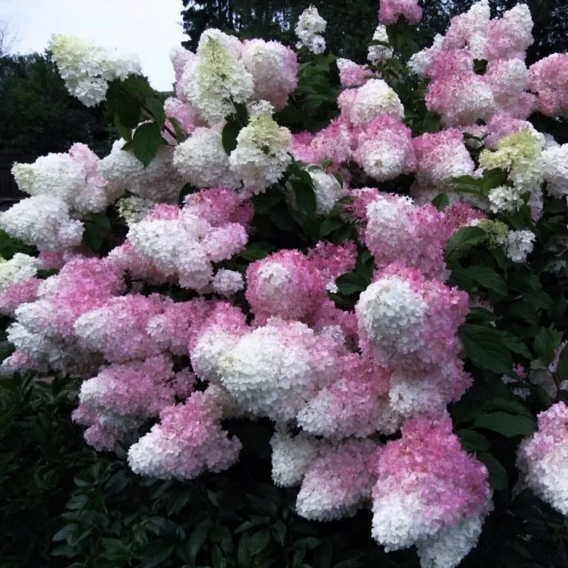 «Ванилла Фрейз» (Vanille Fraise)