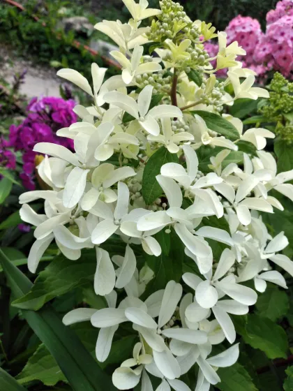 «Стар Роуз» (Star Rose)