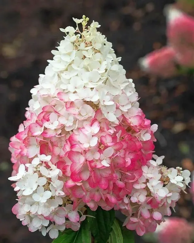 «Строуберри Блоссом» (Strawberry Blossom)