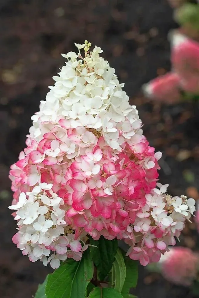 «Строуберри Блоссом» (Strawberry Blossom)