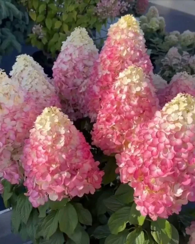 «Сандей Фрейз» (Sundae Fraise)