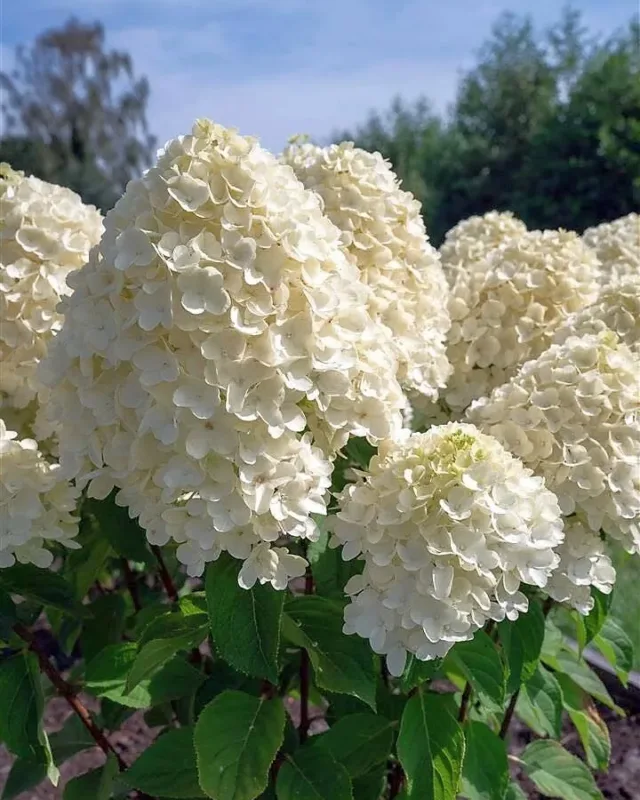 «Саммер Сноу» (Summer Snow)