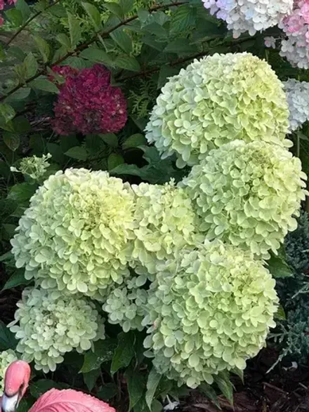 «Саммер Бриз» (Summer Breeze)