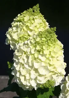 «Мэджикал Монблан» (Magical Mont Blanc)