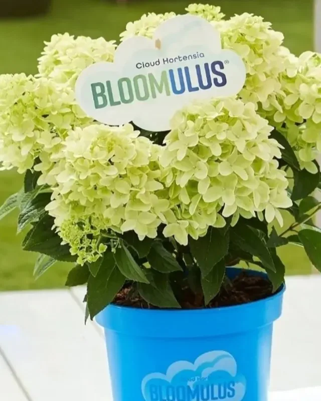 «Блумулус Нимбус» (Bloomulus Nimbus)