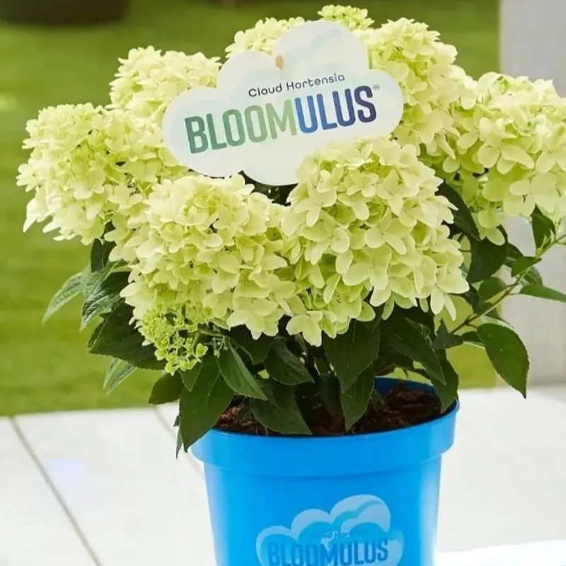 «Блумулус Нимбус» (Bloomulus Nimbus)