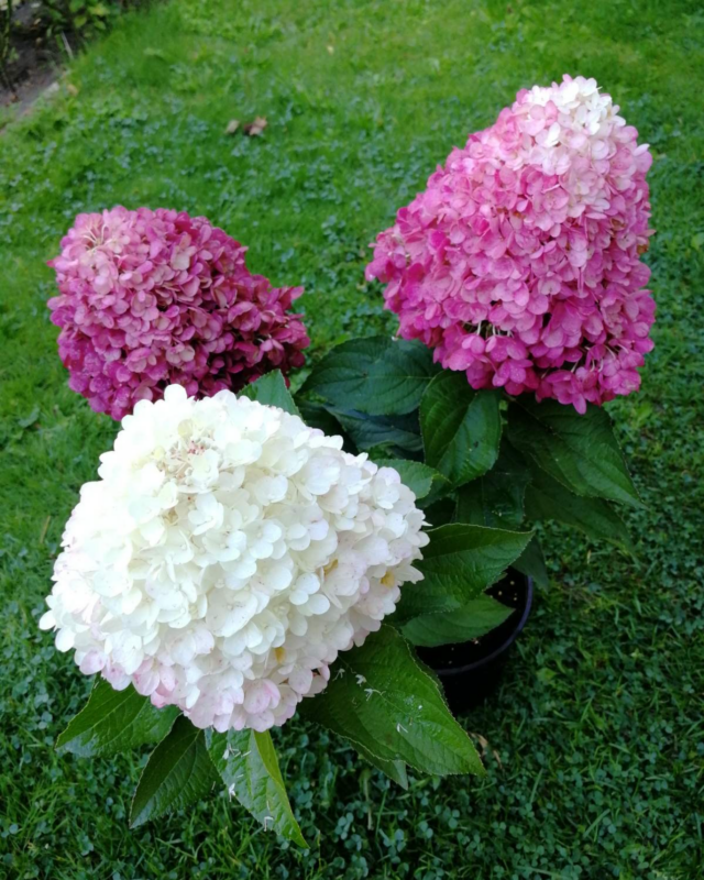 «Распберри Пинк» (Raspberry Pink)