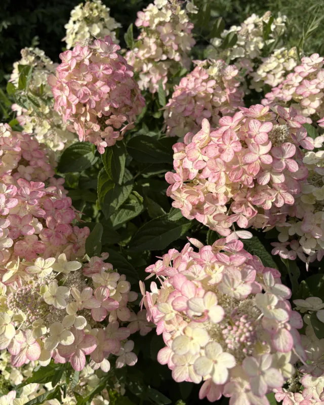 «Панфлора» (Panflora)