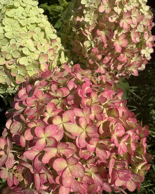 «Блумулус Стратикс» (Bloomulus Stratix)