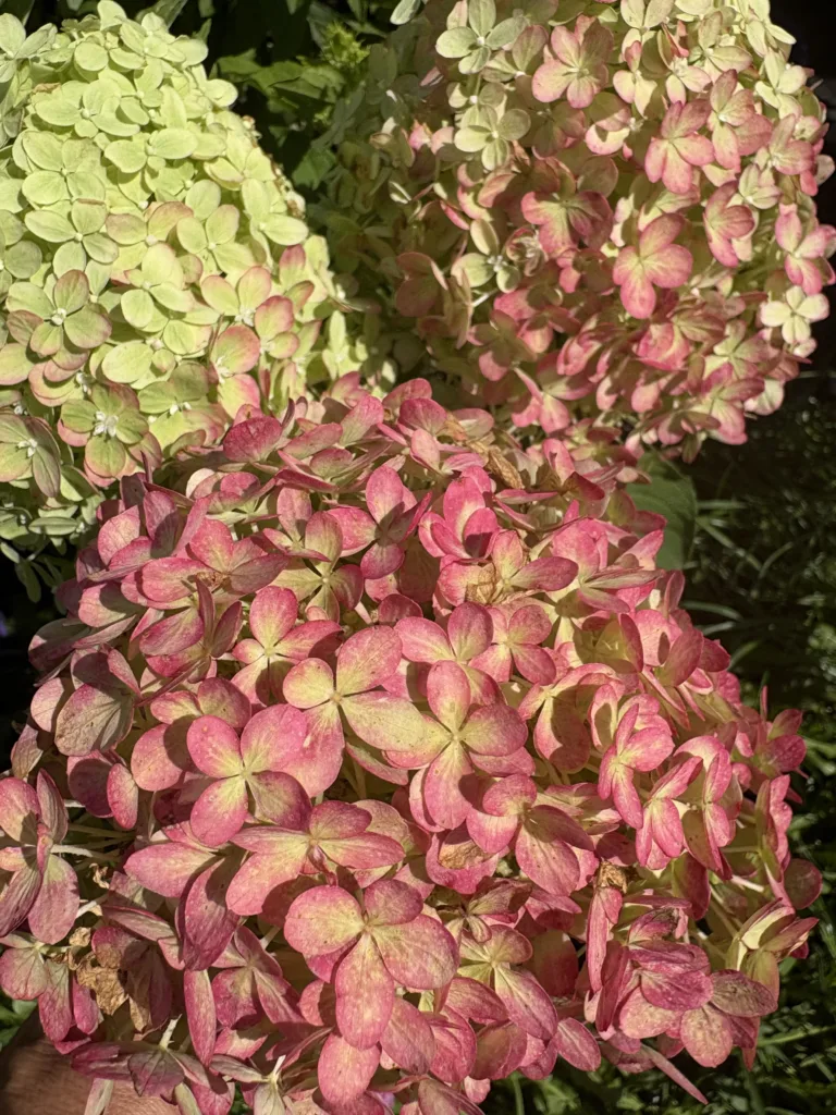 «Блумулус Стратикс» (Bloomulus Stratix)