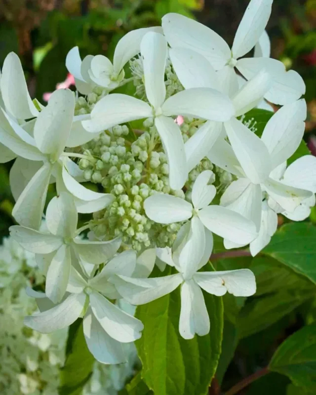 «Грейт Стар» (Great Star)