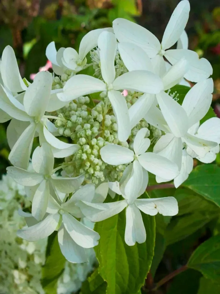«Грейт Стар» (Great Star)